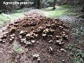 Agrocybe praecox-amf188-1